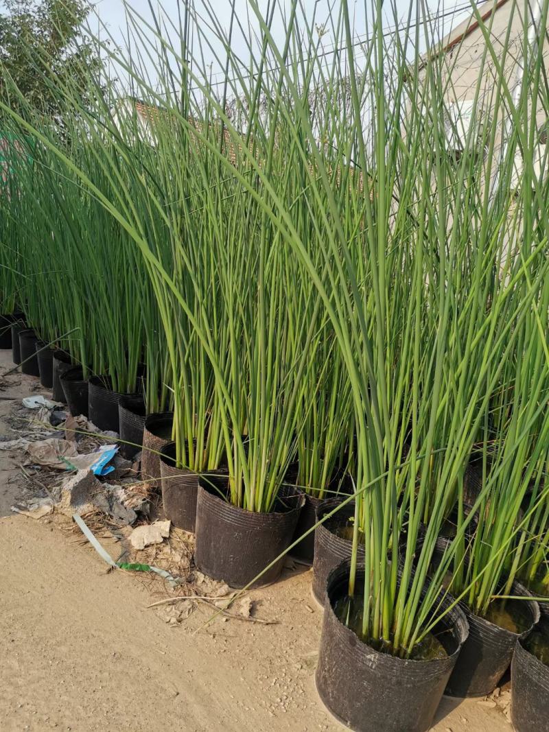 香蒲各种宿根花卉水生植物绿化苗木时令花卉价格优惠