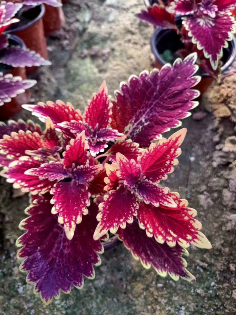 香蒲各种宿根花卉水生植物绿化苗木时令花卉价格优惠