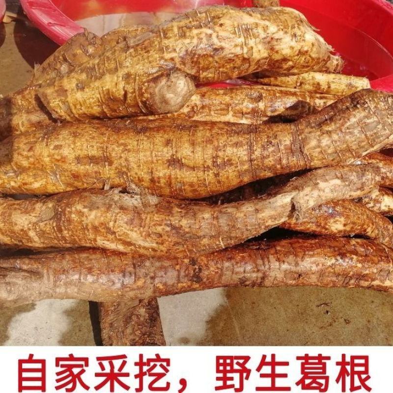 鲜葛根柴葛根大山葛根整个自己挖葛根片湿葛根批发