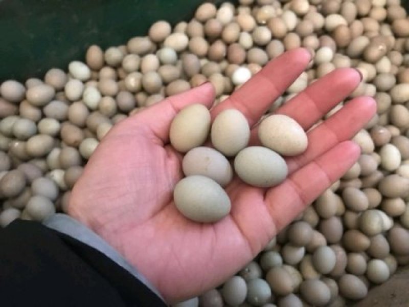 芦丁鸡鸡苗，桂花雀（迷你鸡）各个阶段的种苗，