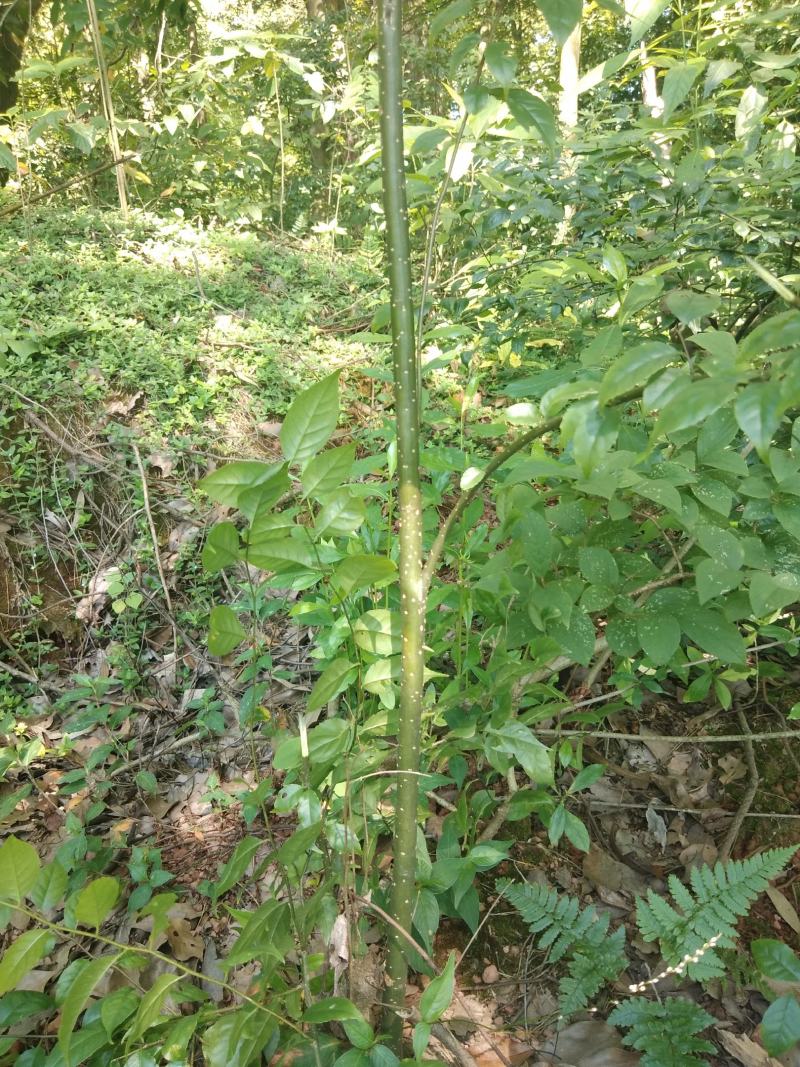 常年供应各规格岗梅种苗