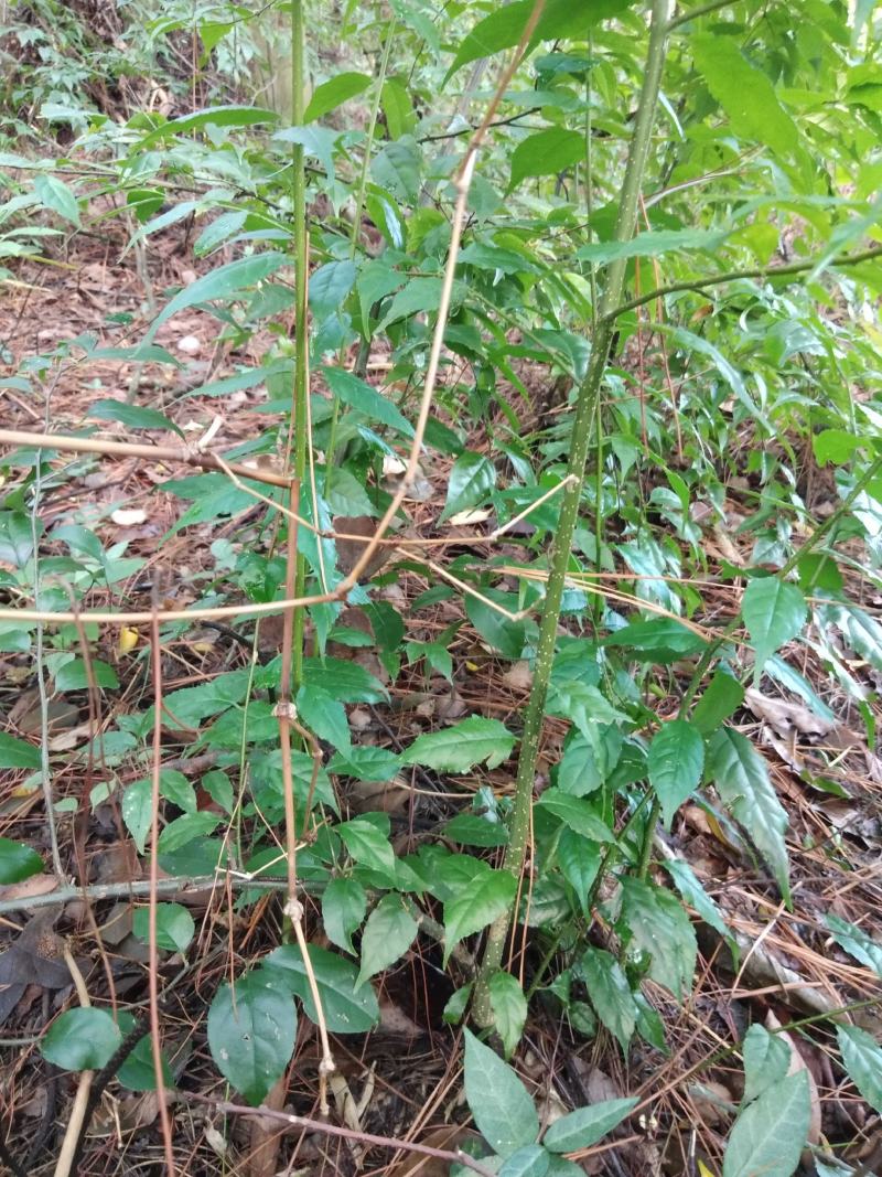 常年供应各规格岗梅种苗