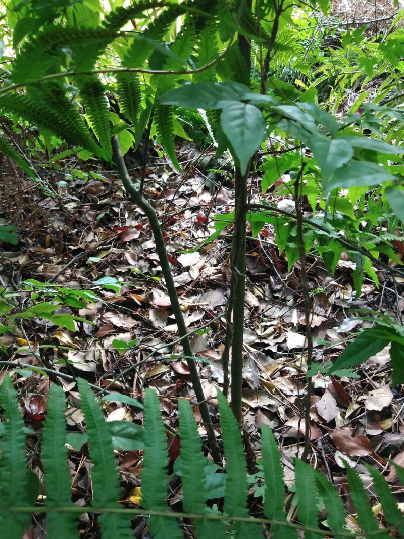 常年供应各规格岗梅种苗