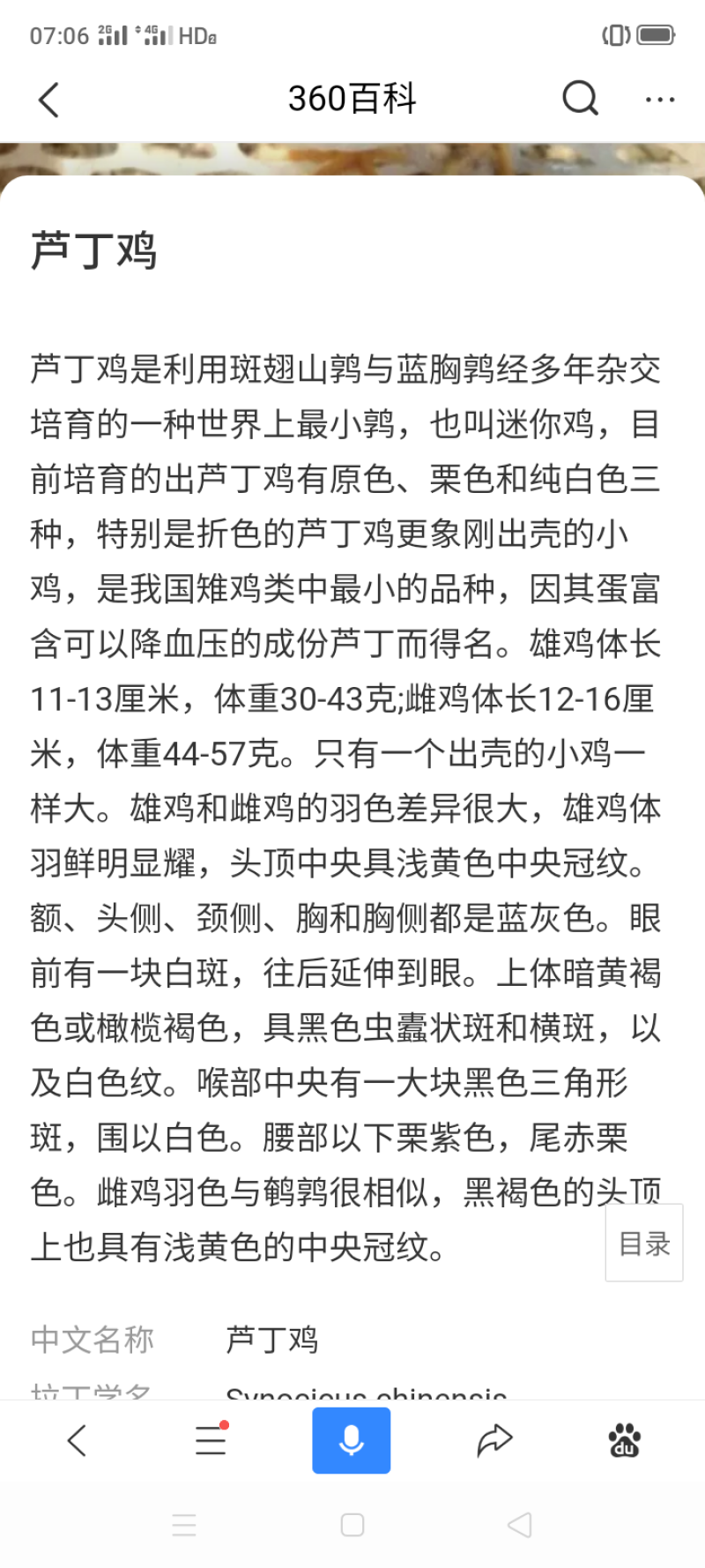 芦丁鸡鸡苗，桂花雀（迷你鸡）各个阶段的种苗，