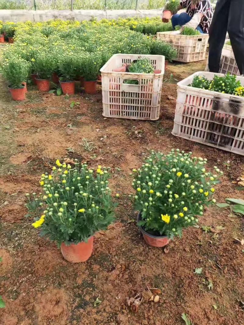 三色瑾绿化用三色瑾营养杯三色堇各种时令花卉租摆草花