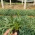 羽扇豆鲁冰花绿化用羽扇豆鲁冰花各种绿化苗木时令花卉宿根花