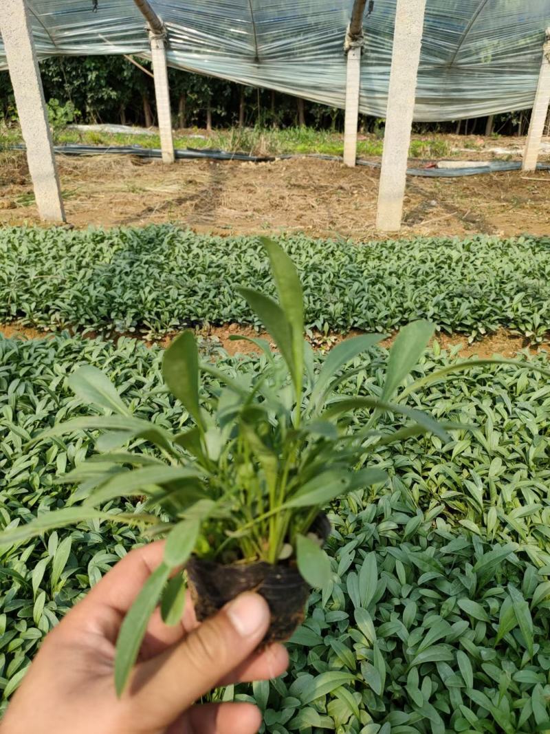羽扇豆鲁冰花绿化用羽扇豆鲁冰花各种绿化苗木时令花卉宿根花