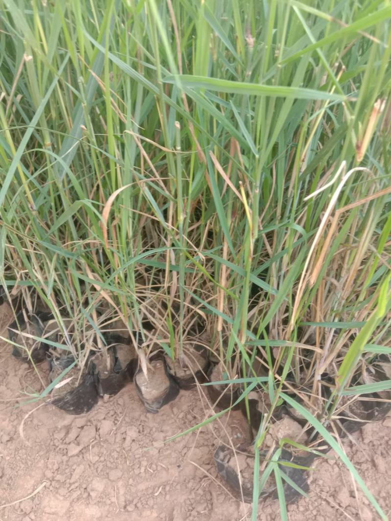 蓝羊茅绿化用蓝羊茅营养杯蓝羊茅基地直发价格优惠