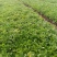 蓝羊茅绿化用蓝羊茅营养杯蓝羊茅基地直发价格优惠