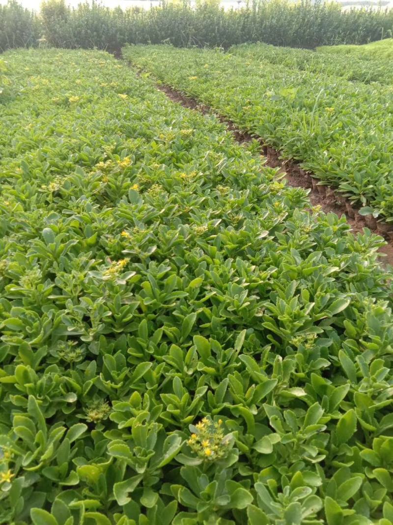 蓝羊茅绿化用蓝羊茅营养杯蓝羊茅基地直发价格优惠
