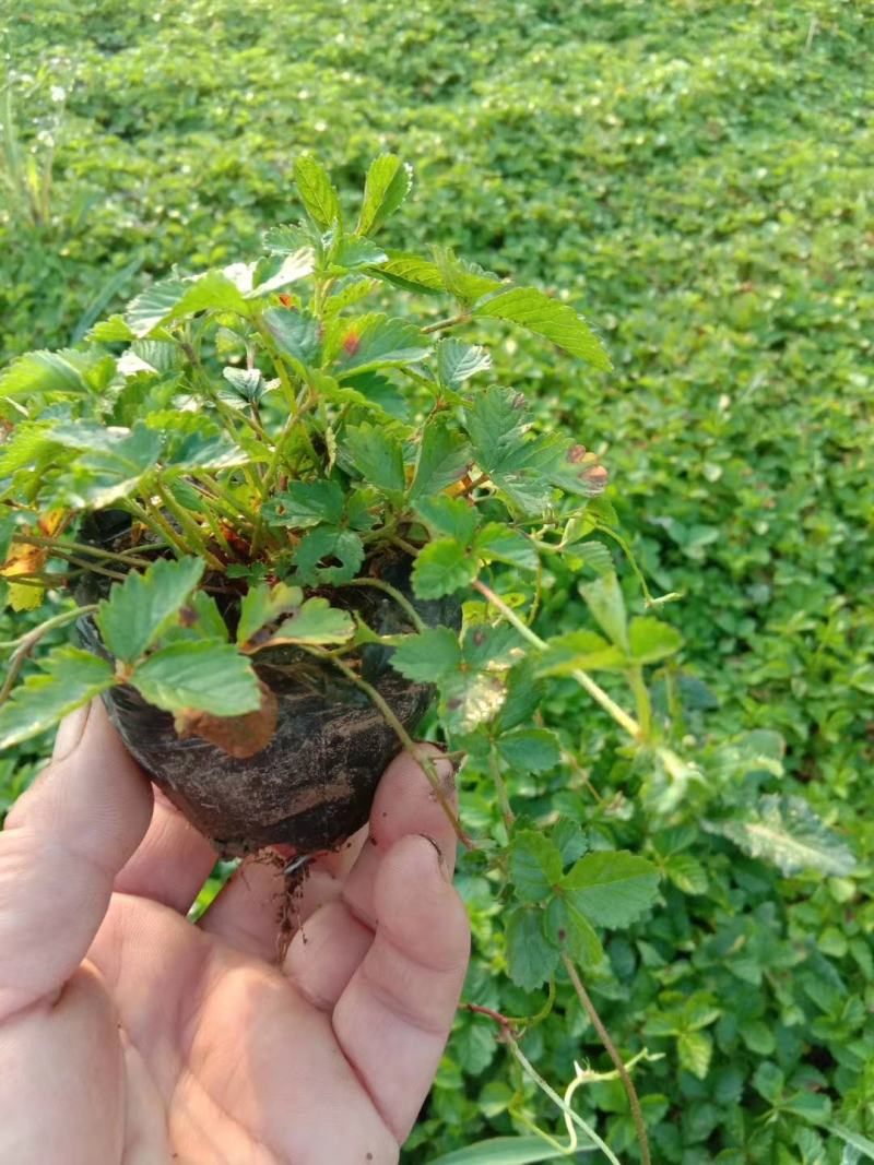 蓝羊茅绿化用蓝羊茅营养杯蓝羊茅基地直发价格优惠