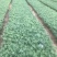 蓝羊茅绿化用蓝羊茅营养杯蓝羊茅基地直发价格优惠