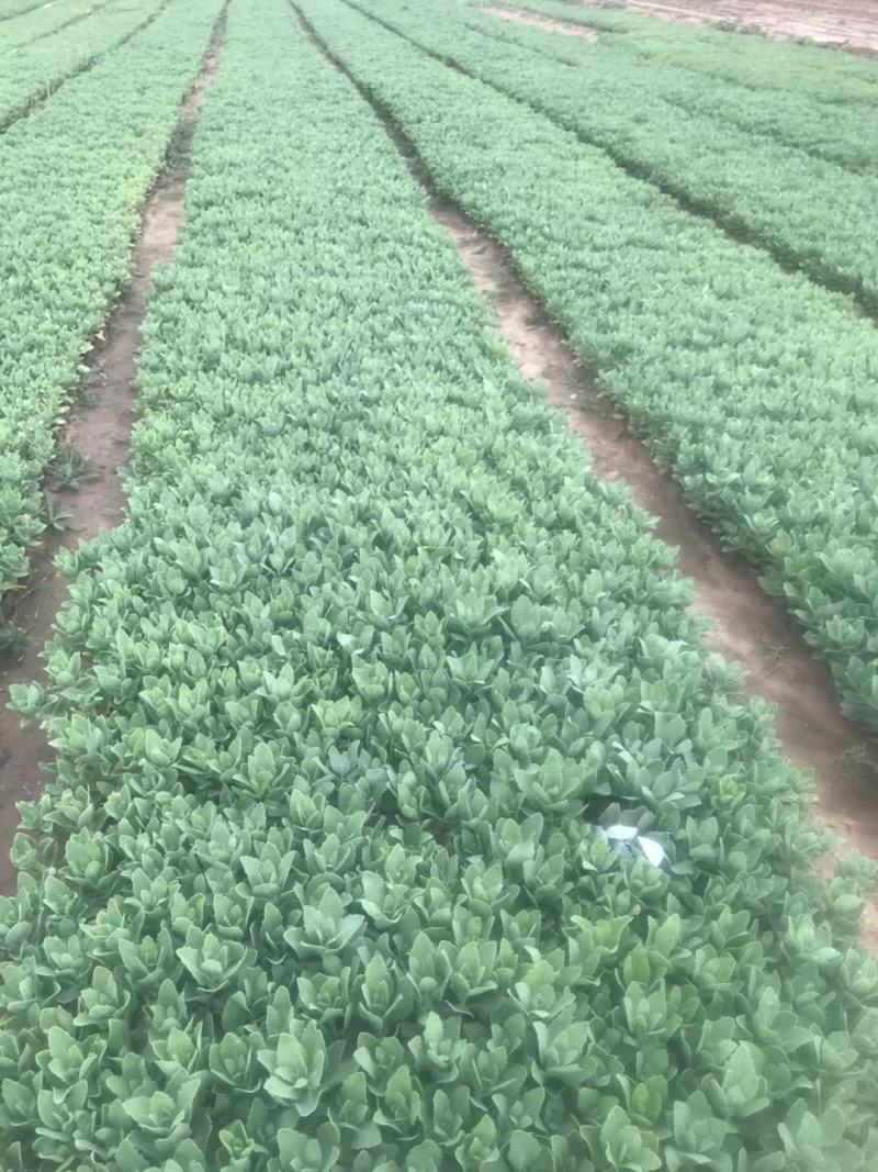 蓝羊茅绿化用蓝羊茅营养杯蓝羊茅基地直发价格优惠
