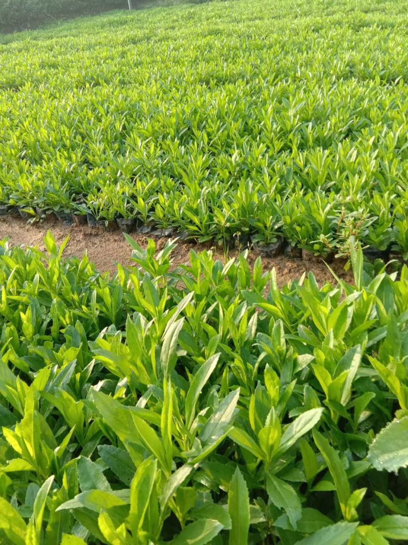 小兔子狼尾草绿化用小兔子狼尾草各种绿化苗木宿根花卉时令花