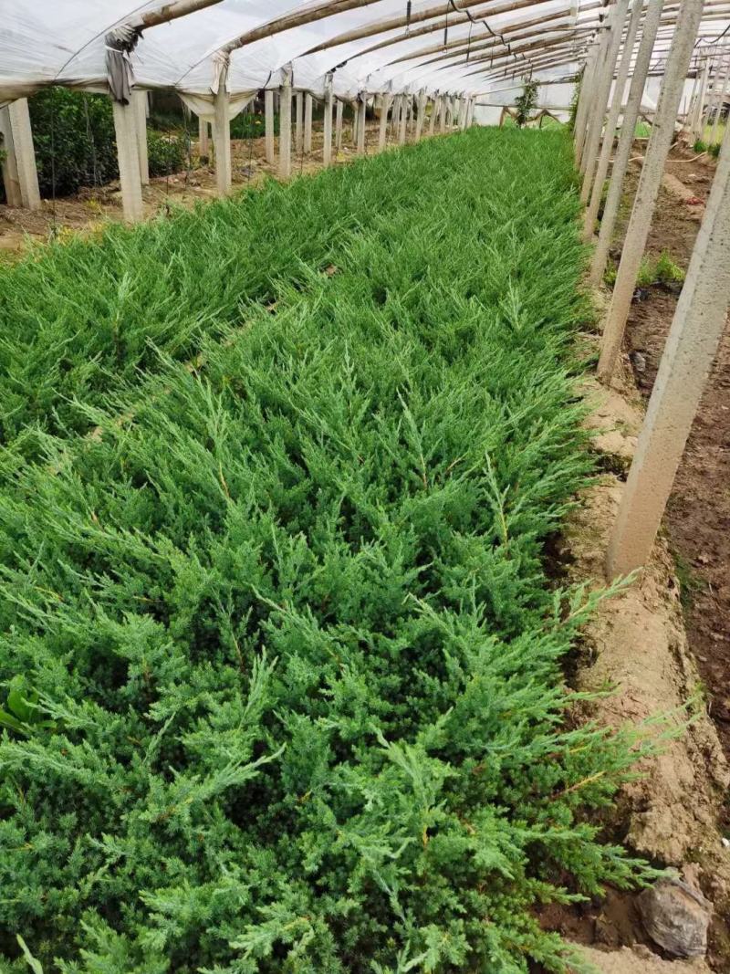 小兔子狼尾草绿化用小兔子狼尾草各种绿化苗木宿根花卉时令花