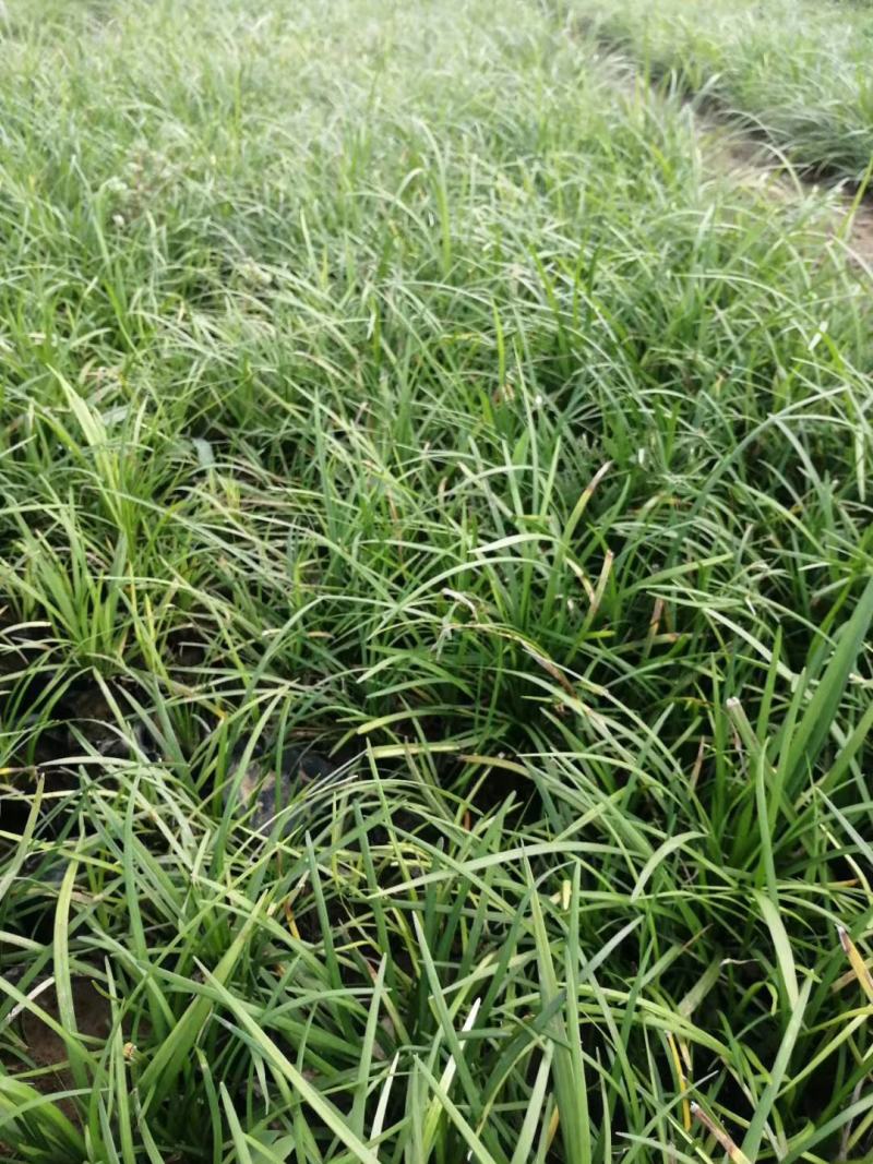 小兔子狼尾草绿化用小兔子狼尾草各种绿化苗木宿根花卉时令花