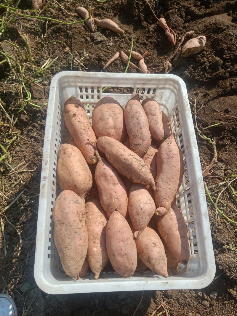 安徽亳州万亩龙薯九基地一手货源产地直发商超