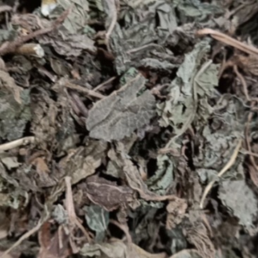 苏叶，青苏叶，紫苏叶，包邮