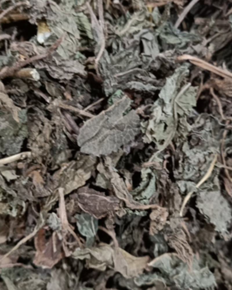 苏叶，青苏叶，紫苏叶，包邮
