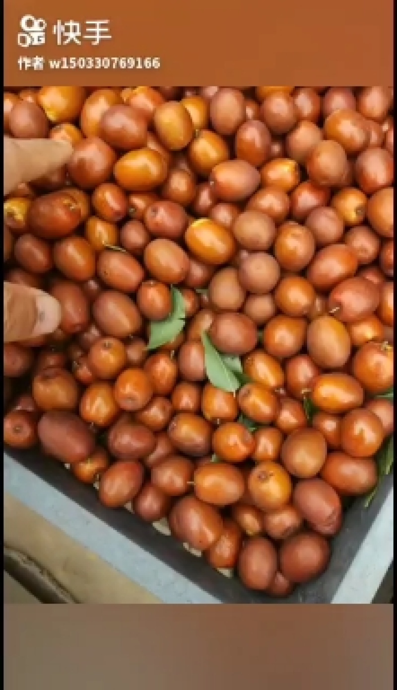 沧州鲜红脆枣产地脆甜可口皮薄肉厚水多，好吃