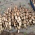 精品鄂莲六号大量上市