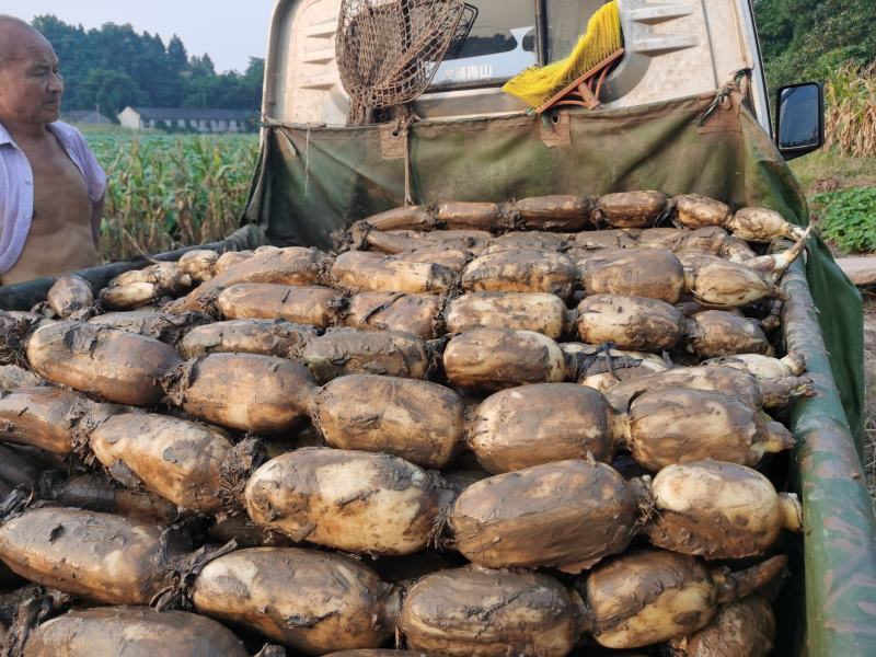 精品鄂莲六号大量上市