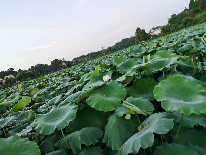 精品鄂莲六号大量上市