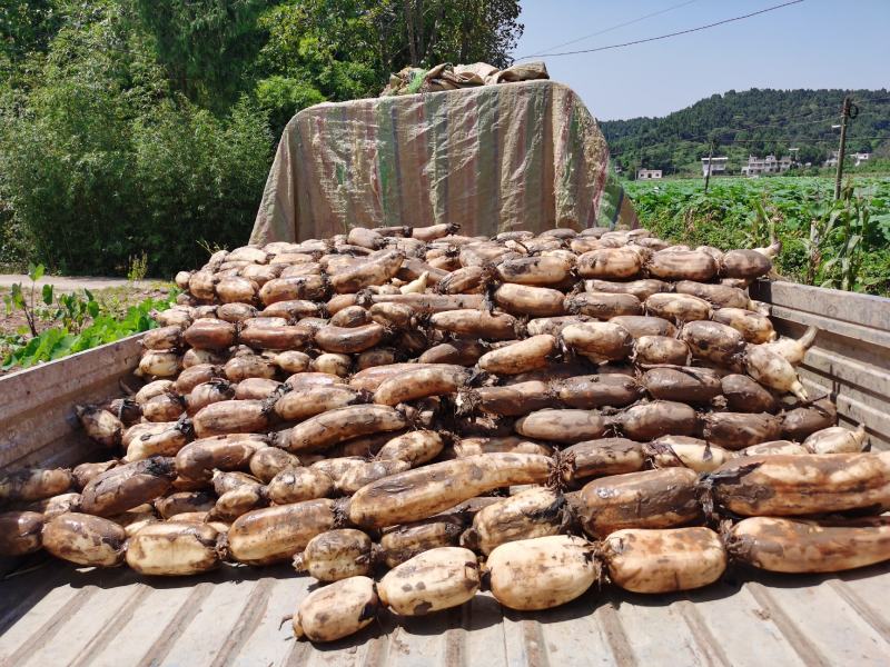 精品鄂莲六号大量上市