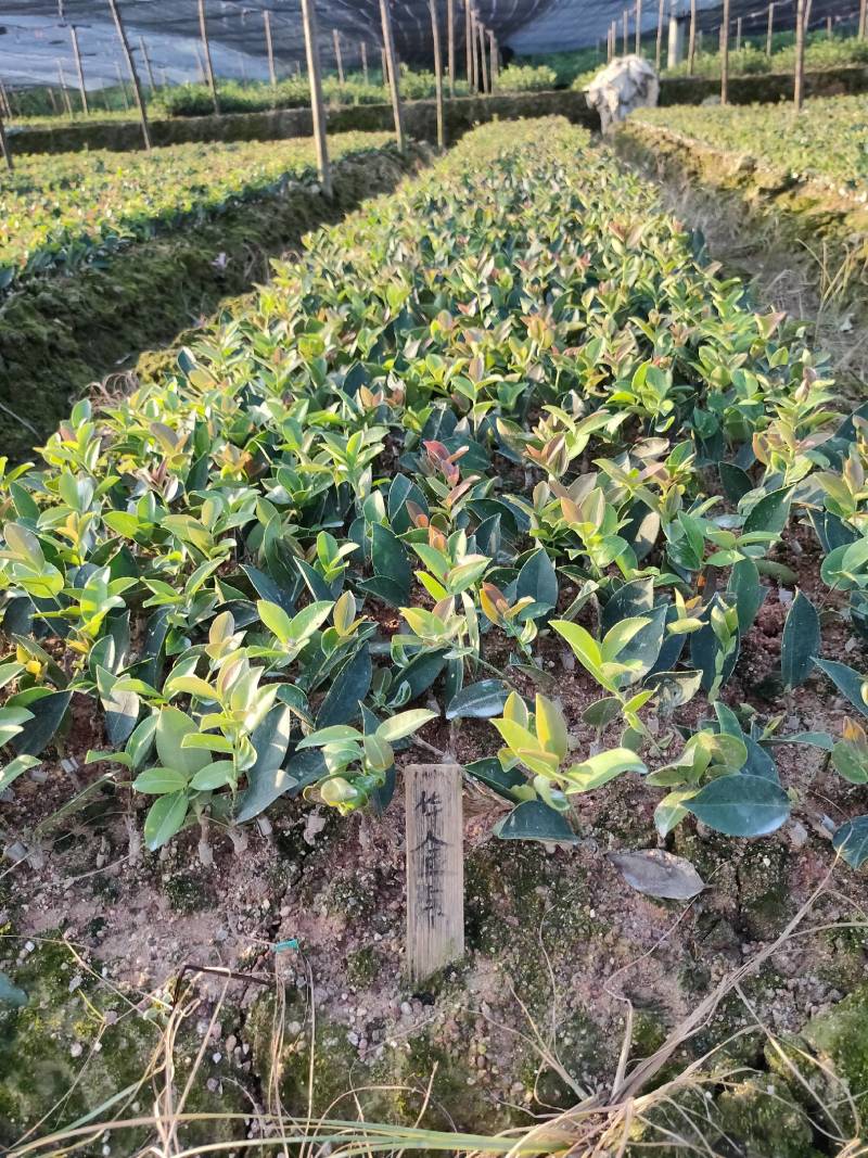 油茶籽99%以上，籽实，无烂，霉变，出油率高，