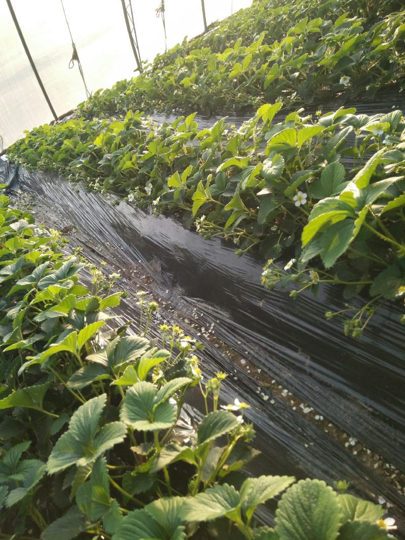 纯种优质红颜99草莓苗