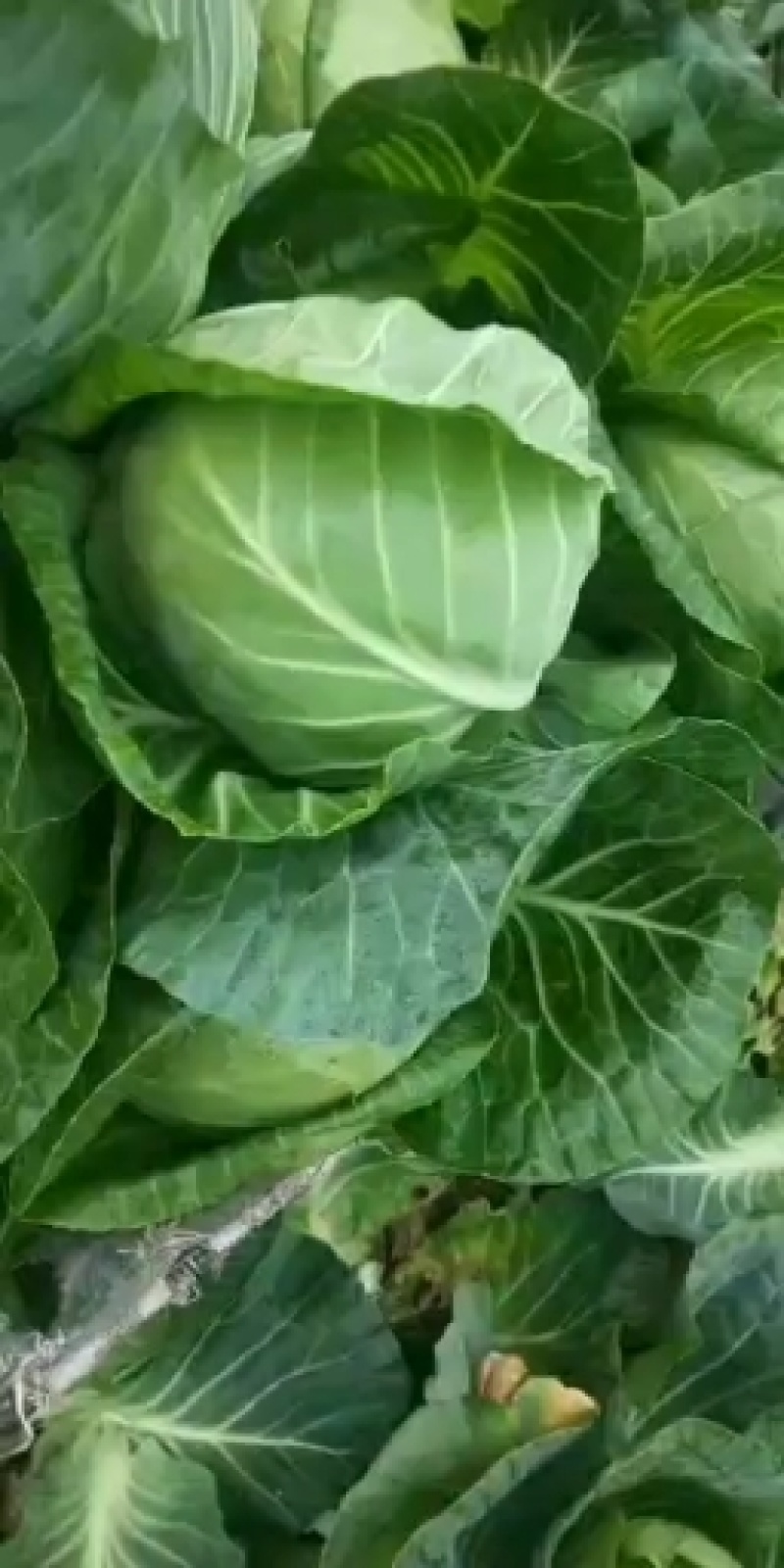 新鲜蔬菜甘蓝菜大量上市了