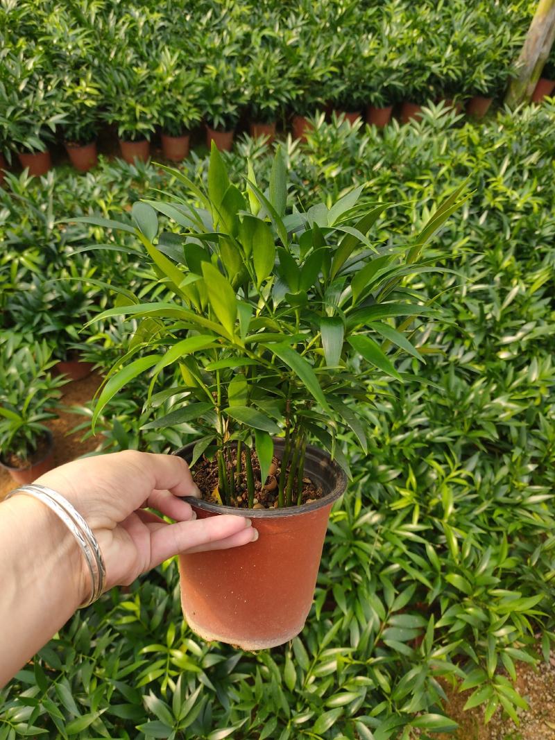 精品120红杯小竹柏