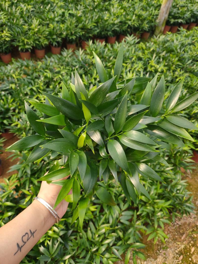 精品120红杯小竹柏