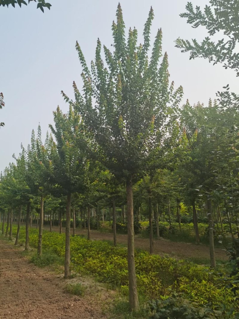 山东菏泽郓城5到10公分三角枫
