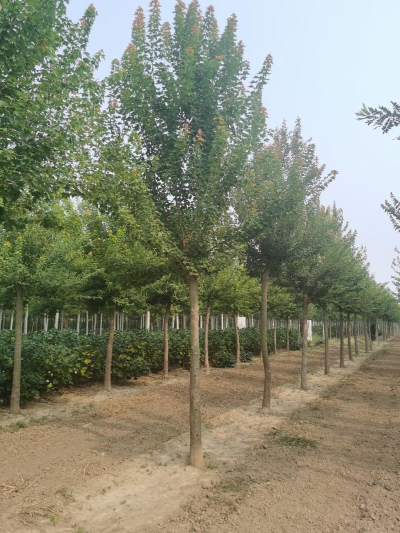 山东菏泽郓城5到10公分三角枫
