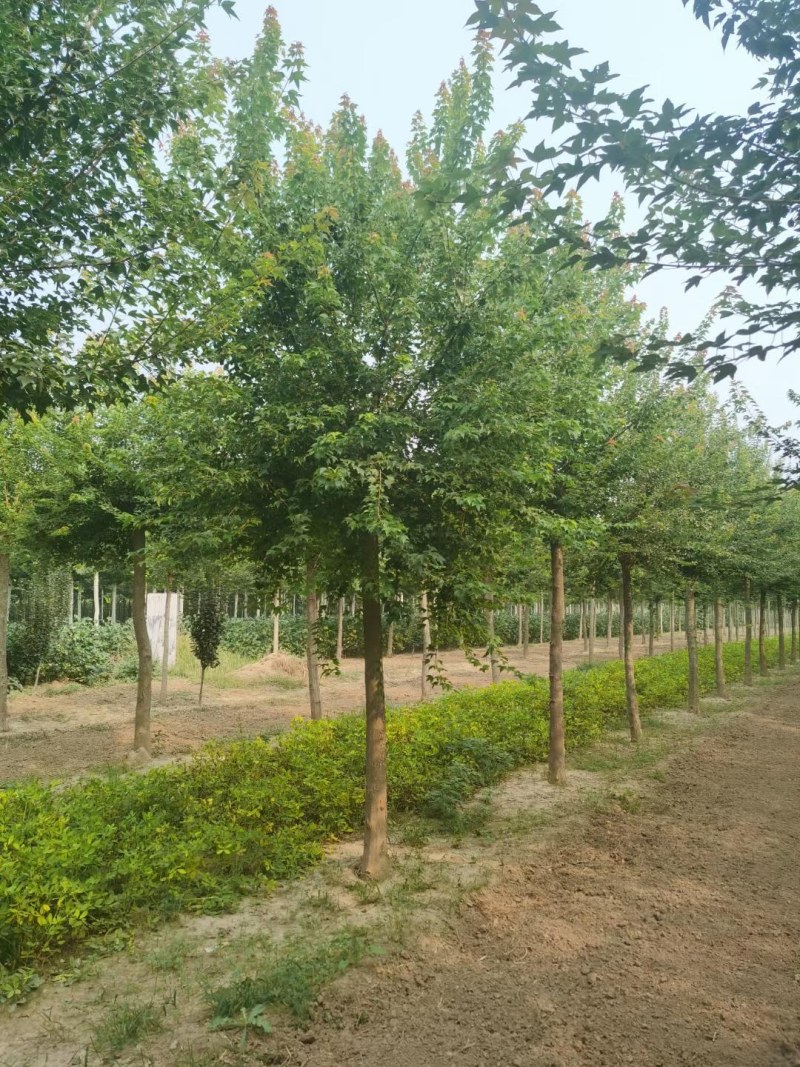 山东菏泽郓城5到10公分三角枫