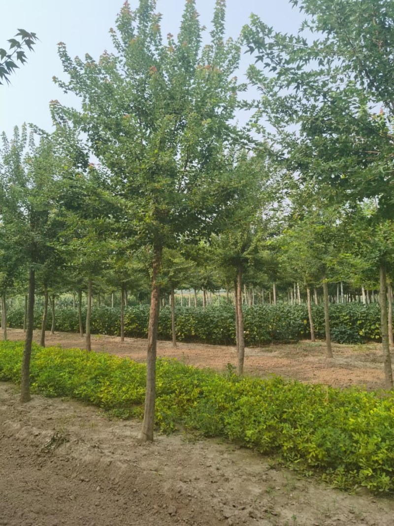 山东菏泽郓城5到10公分三角枫