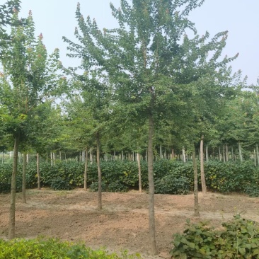 山东菏泽郓城5到10公分三角枫