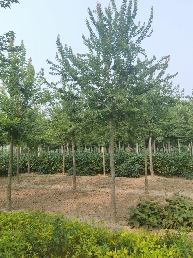 山东菏泽郓城5到10公分三角枫