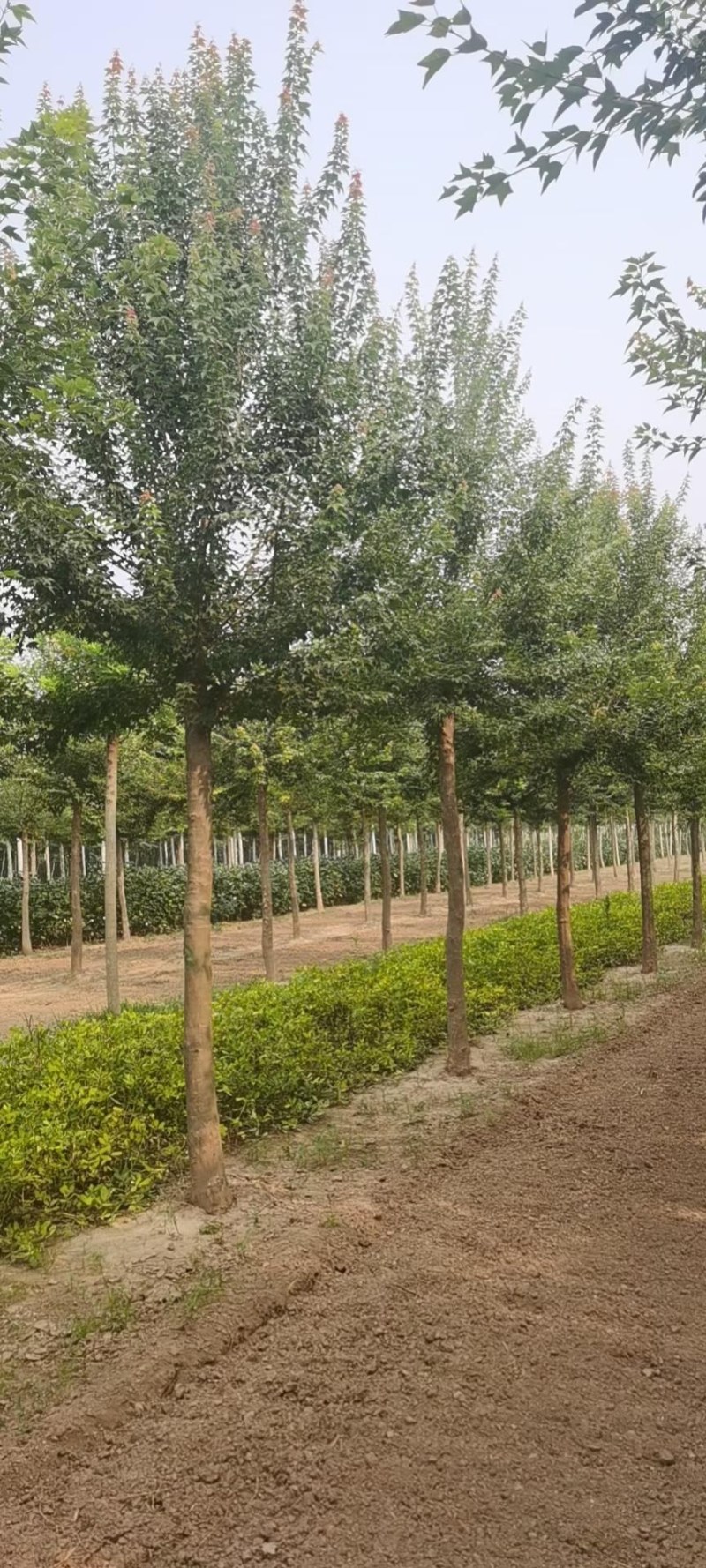 山东菏泽郓城5到10公分三角枫