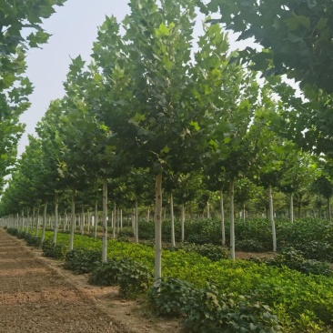 山东菏泽郓城县10到15公分精品发冒法桐树