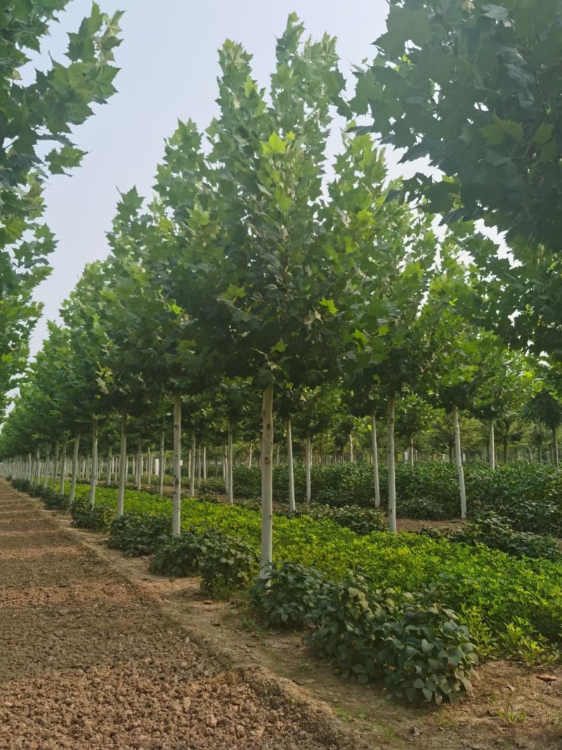 山东菏泽郓城县10到15公分精品发冒法桐树
