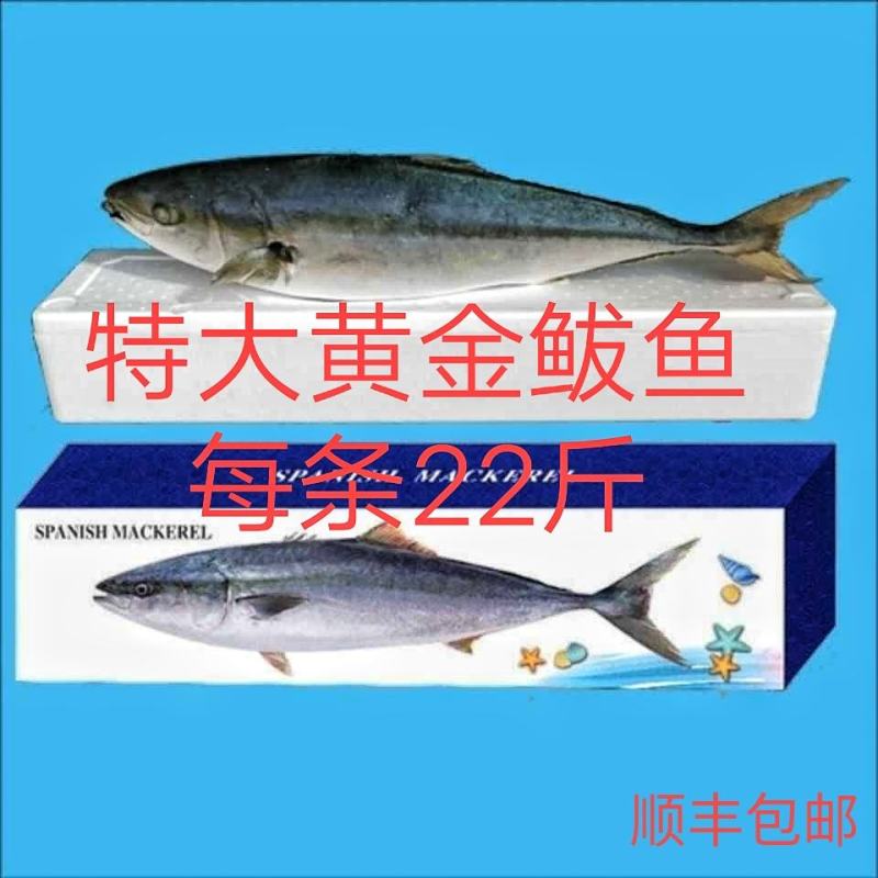 特大黄金鲅鱼深海鱼非金枪鱼也非马鲛鱼可做水饺鱼丸