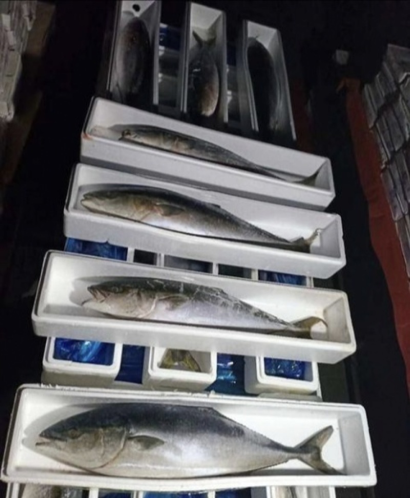 特大黄金鲅鱼深海鱼非金枪鱼也非马鲛鱼可做水饺鱼丸
