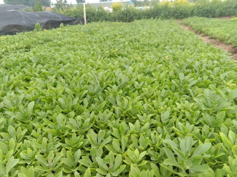 紫花地丁各种宿根花卉绿化苗木时令花卉水生植物价格优惠