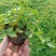 紫花地丁各种宿根花卉绿化苗木时令花卉水生植物价格优惠