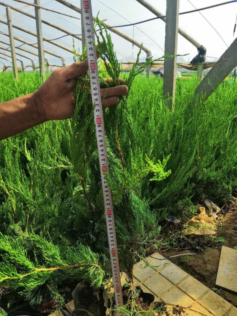 紫花地丁各种宿根花卉绿化苗木时令花卉水生植物价格优惠