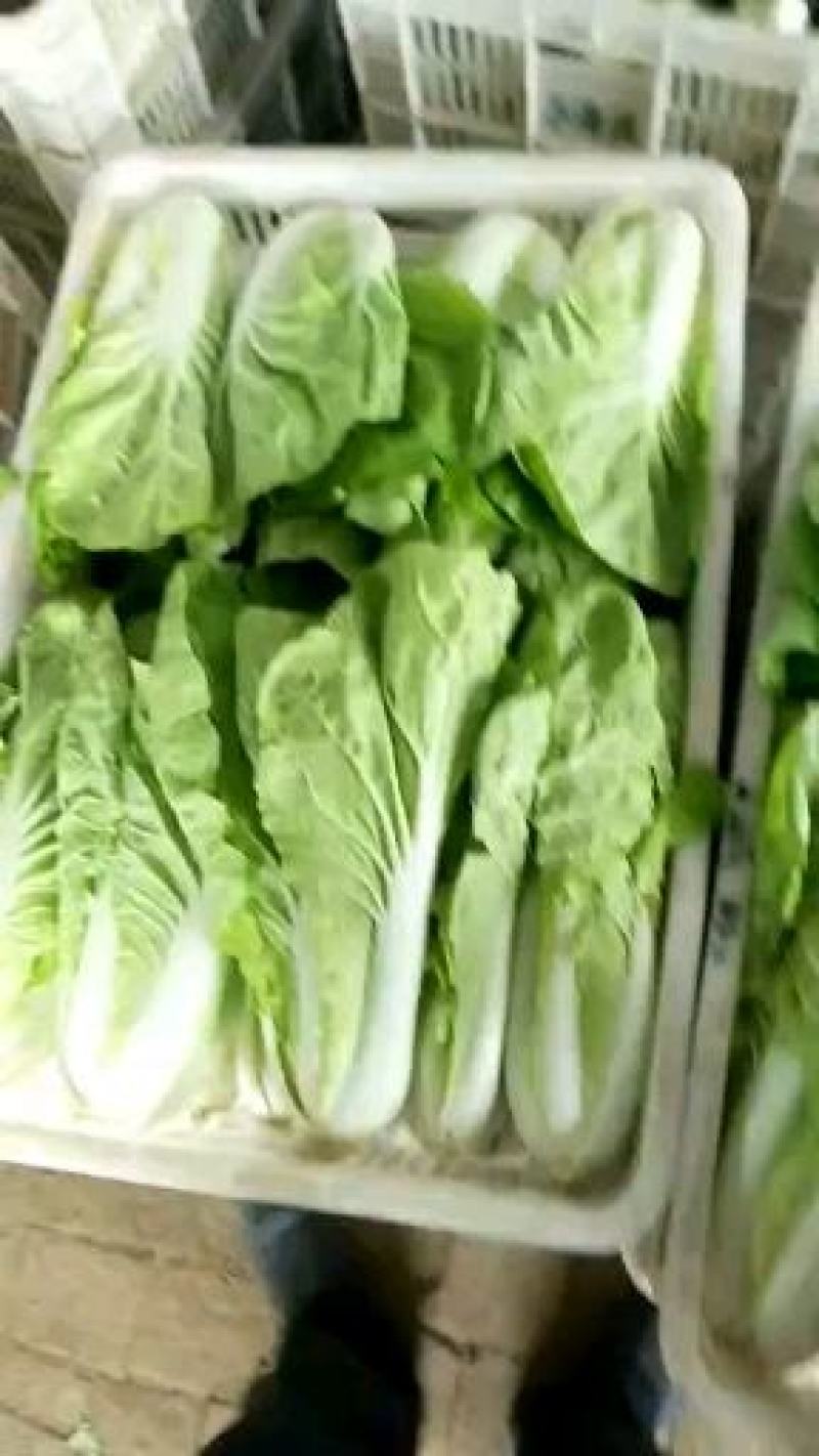 小白菜，毛毛菜，快菜大量上市，自有冷库预冷
