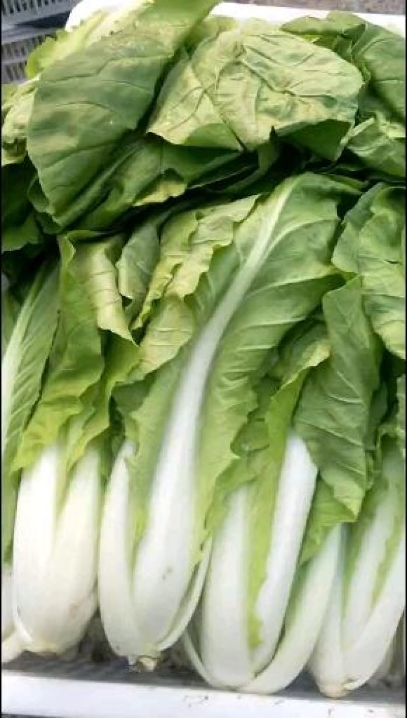 小白菜，毛毛菜，快菜大量上市，自有冷库预冷