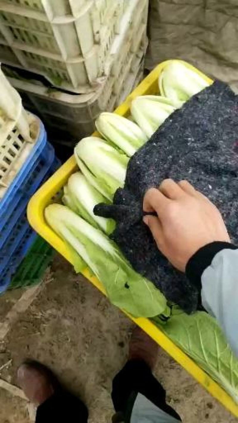 小白菜，毛毛菜，快菜大量上市，自有冷库预冷